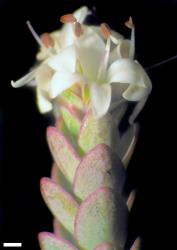 Veronica biggarii. Flowering shoot. Scale = 1 mm.
 Image: W.M. Malcolm © Te Papa CC-BY-NC 3.0 NZ